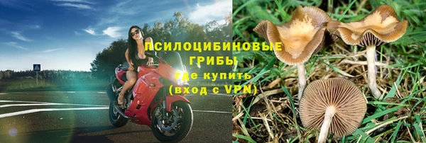 сатива Долгопрудный